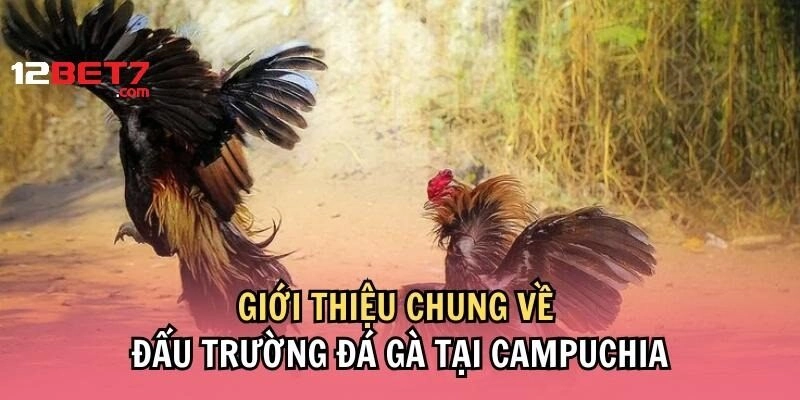 Vài nét về đá gà Campuchia tại sảnh